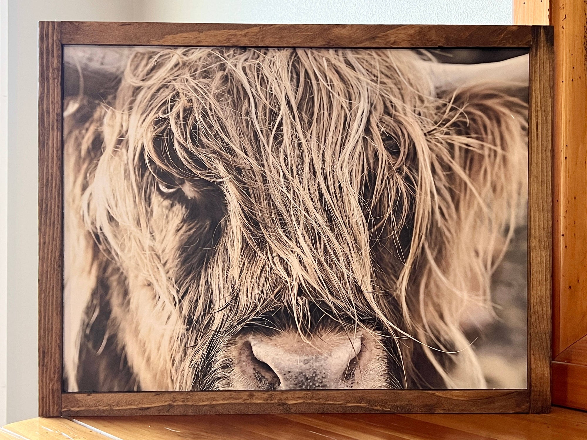 Highland Cow Close Up Color