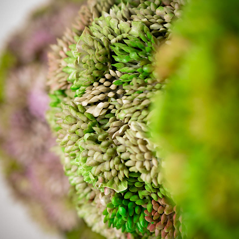 COLORFUL SEDUM ORB - Pink