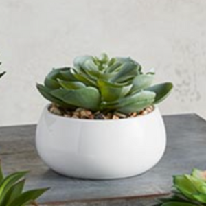 Elegans Succulent in White Pot | Faithworks