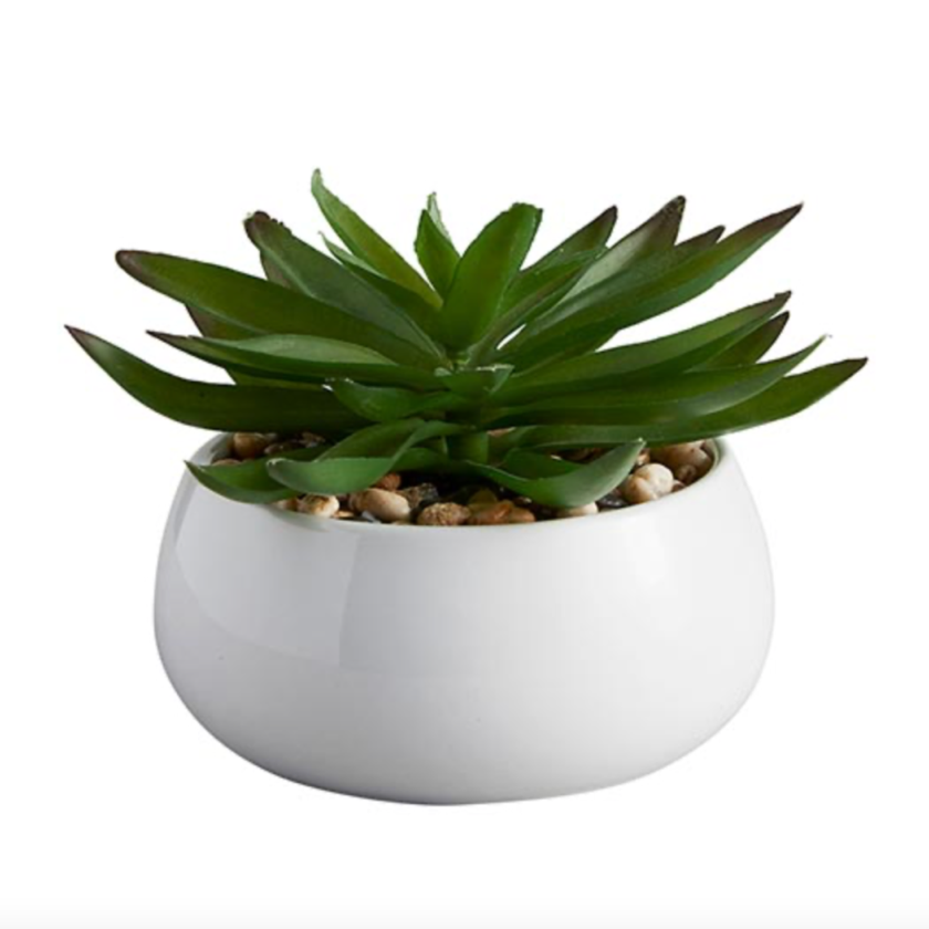 Crassula Succulent in White Pot | Faithworks
