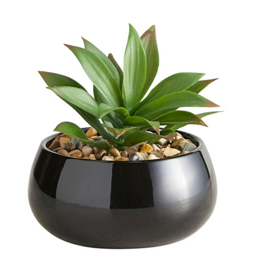 Nodulosa Succulent in Black Pot | Faithworks