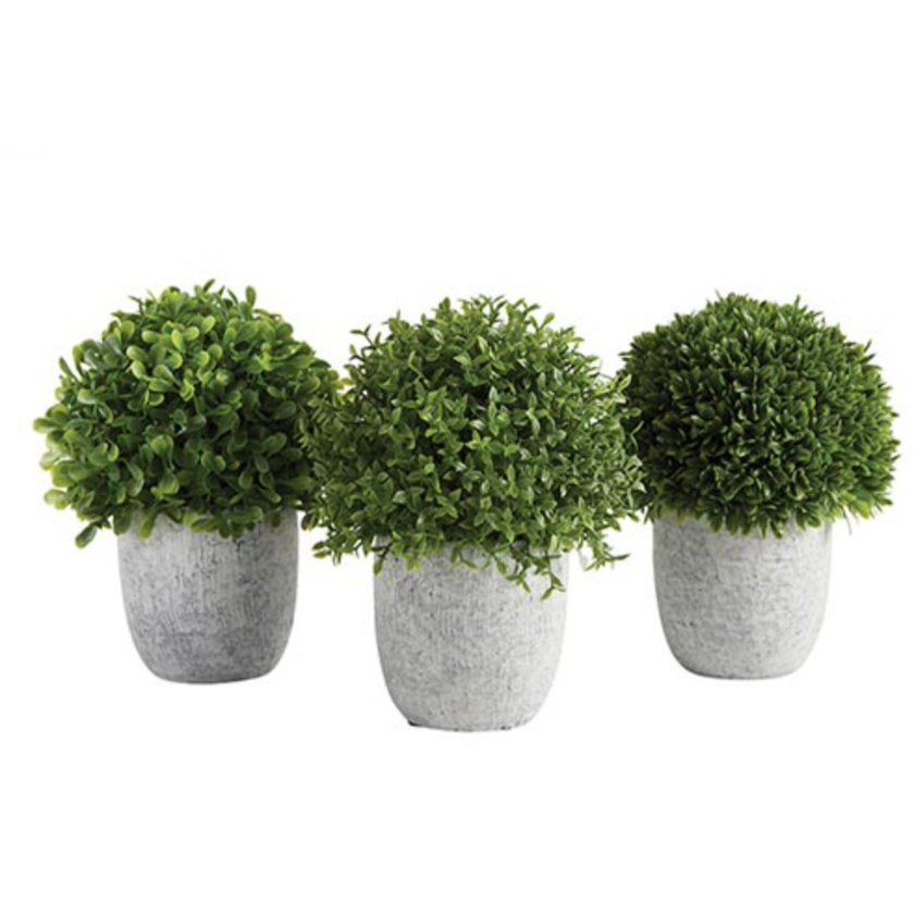 Topiary in Pot - 3 Styles Available
