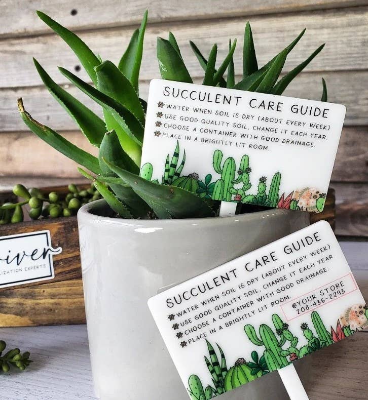 Succulent Care Guide