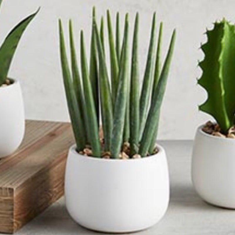 Cactus in Ceramic Pot